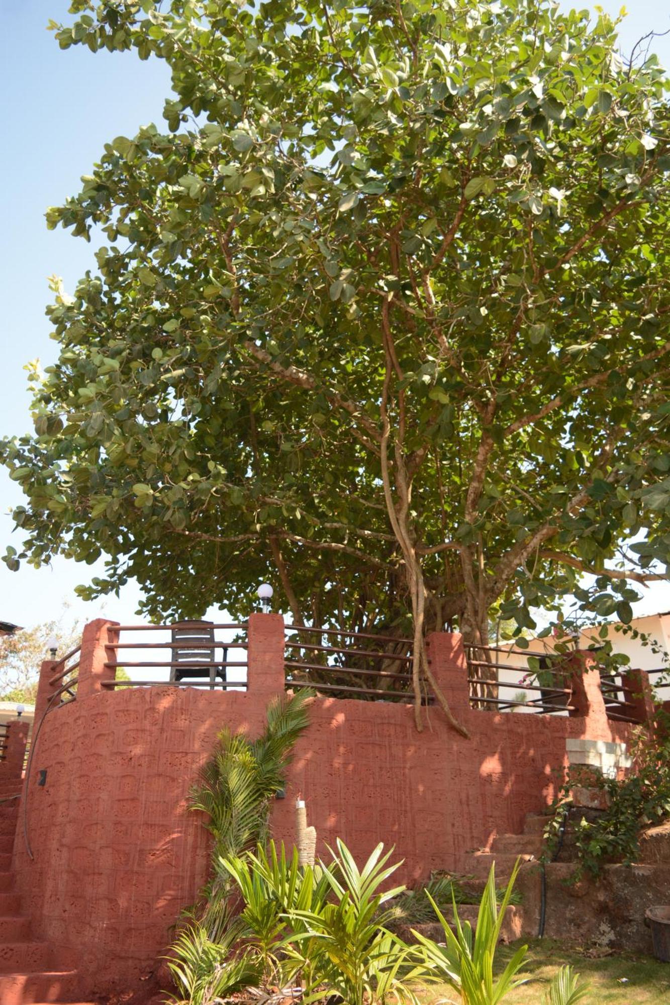 Xenious Cashew Leaf Eco Resort, Goa Arambol Exterior photo